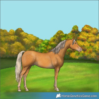 Horse Color:Gold Cream Champagne 