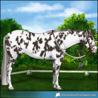 Horse Color:White Spotted Liver Chestnut Appaloosa 