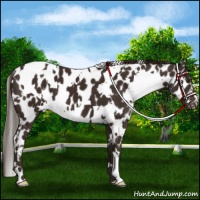 Horse Color:White Spotted Liver Chestnut Appaloosa