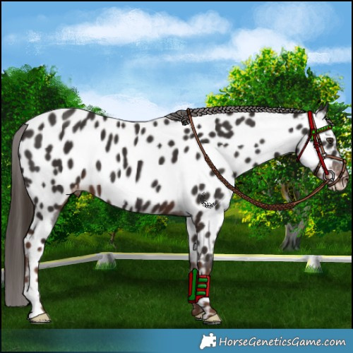 Horse Color:Liver Chestnut Appaloosa 