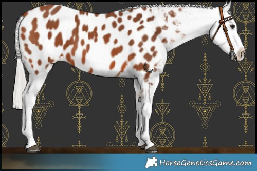 Horse Color:Silver Bay Appaloosa 