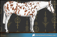 Horse Color:Silver Bay Near Leopard 