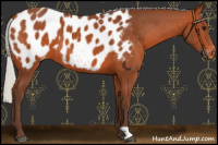 Horse Color:Silver Bay Appaloosa 