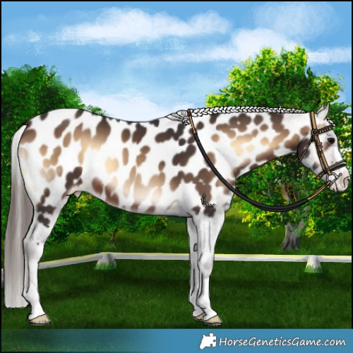Horse Color:Brown Onyx Appaloosa 