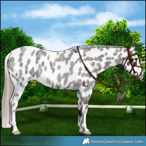 Horse Color:Liver Red Roan Appaloosa 