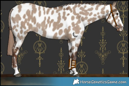 Horse Color:Liver Red Dun Appaloosa 