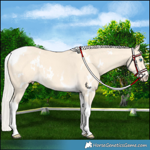 Horse Color:White Spotted Cremello Tobiano 