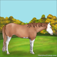 Horse Color:Gold Champagne Splash 