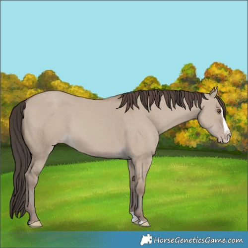 Horse Color:Classic Champagne Dun Splash