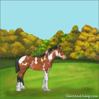 Horse Color:White Spotted Bay Tobiano 
