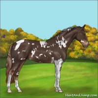 Horse Color:White Spotted Liver Chestnut Tobiano 