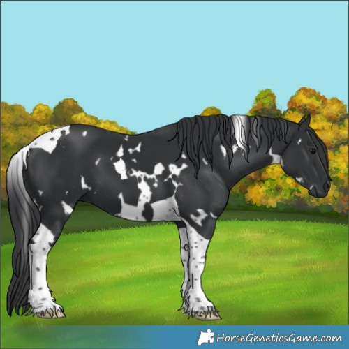 Horse Color:White Spotted Black Tobiano 