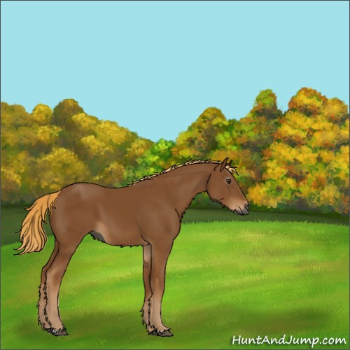 Horse Color:Gray Chestnut 