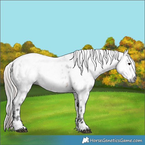 Horse Color:Gray Bay Appaloosa 