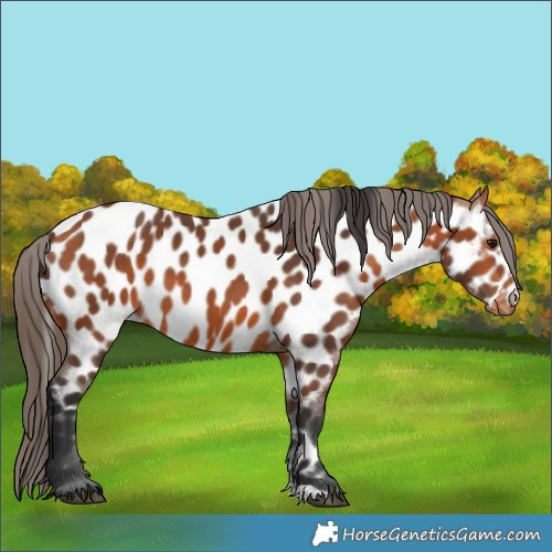 Horse Color:Bay Appaloosa 