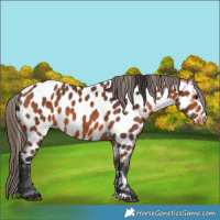 Horse Color:Bay Near Leopard 