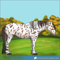 Horse Color:Bay Appaloosa 