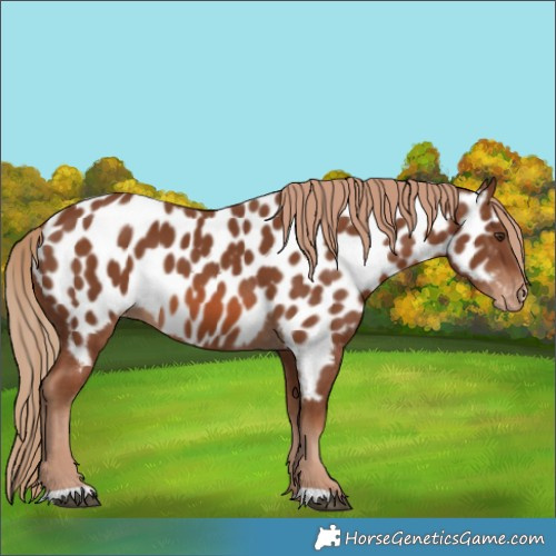 Horse Color:Chestnut Appaloosa 