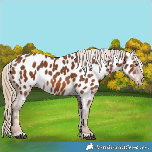 Horse Color:Chestnut Appaloosa 