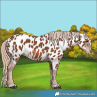 Horse Color:Chestnut Appaloosa