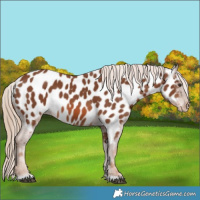 Horse Color:Chestnut Near Leopard 