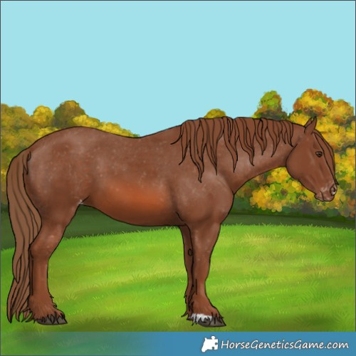 Horse Color:Chestnut Appaloosa 