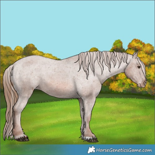Horse Color:Chestnut Appaloosa 