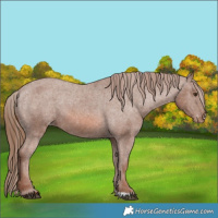 Horse Color:Chestnut Appaloosa 