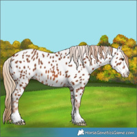 Horse Color:Chestnut Appaloosa 