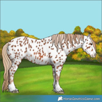 Horse Color:Chestnut Appaloosa 