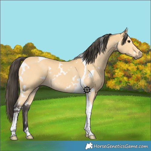 Horse Color:White Spotted Buckskin Tobiano 