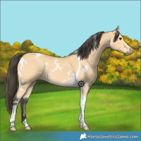 Horse Color:White Spotted Buckskin Tobiano 