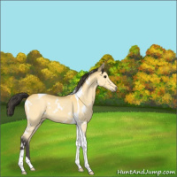 Horse Color:White Spotted Buckskin Tobiano 