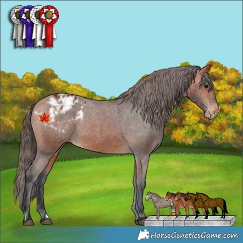 Horse Color:Bay Appaloosa  and Bay Appaloosa 
