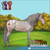 Horse Color:Bay Varnish  and Bay Varnish 