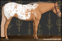 Horse Color:Chestnut Appaloosa