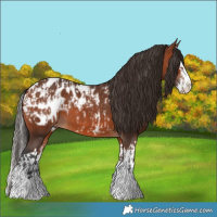 Horse Color:Bay Appaloosa  and Bay Splash Appaloosa 