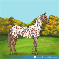 Horse Color:Chestnut Near Leopard