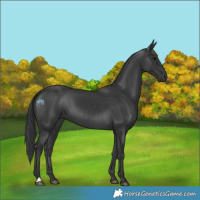 Horse Color:Black 