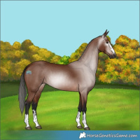 Horse Color:Gray Bay 