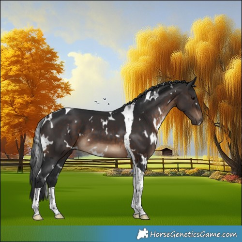 Horse Color:White Spotted Brown Tobiano 