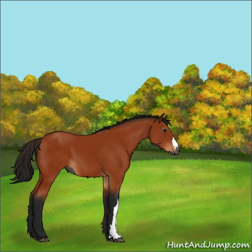 Horse Color:Gray Bay 