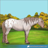 Horse Color:Red Roan Appaloosa 