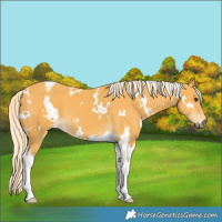 Horse Color:White Spotted Palomino Tobiano 
