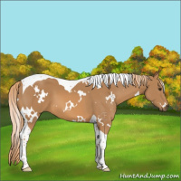 Horse Color:White Spotted Chestnut Tobiano