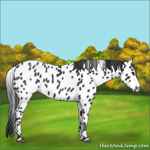 Horse Color:Black Appaloosa 