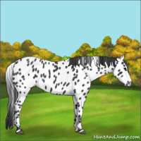 Horse Color:Black Appaloosa