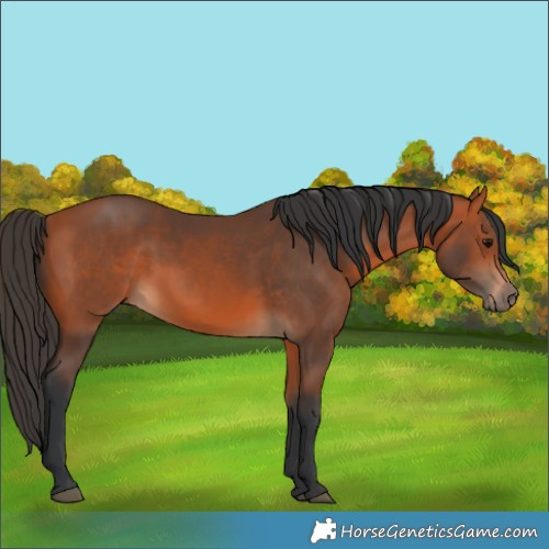 Horse Color:Bay 