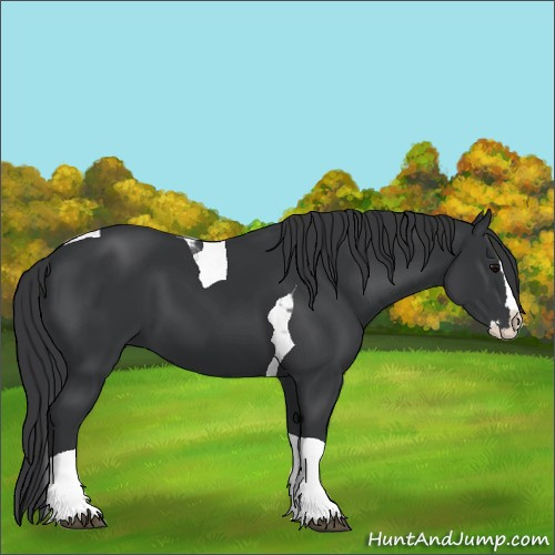Horse Color:Black Splash Tobiano