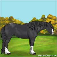 Horse Color:Black Splash Tobiano 
